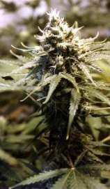 Afghani Gold